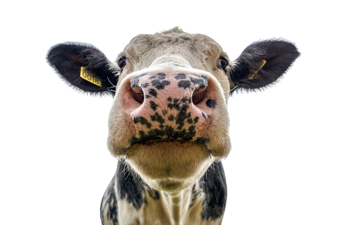 Cow, cattle, dairy, beef